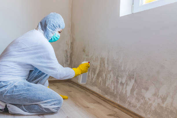 Professional mold removal team in Guston